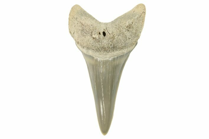 Fossil Shortfin Mako Tooth - Lee Creek (Aurora), NC #294741